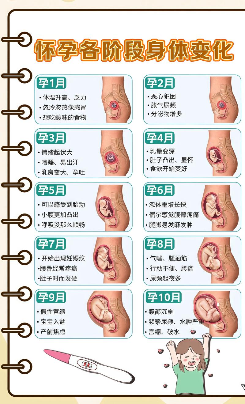 揭秘供卵代孕妈妈怀孕小腹分两节，孕期变化的奥秘湛江代生机构: